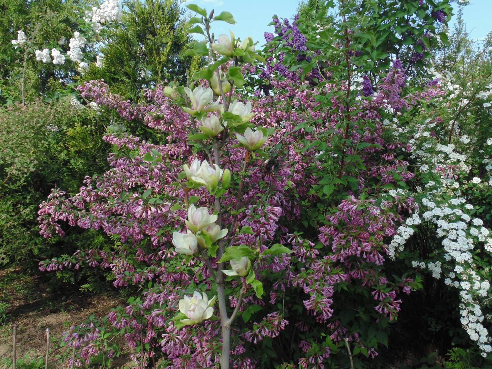 Наш собственный сад