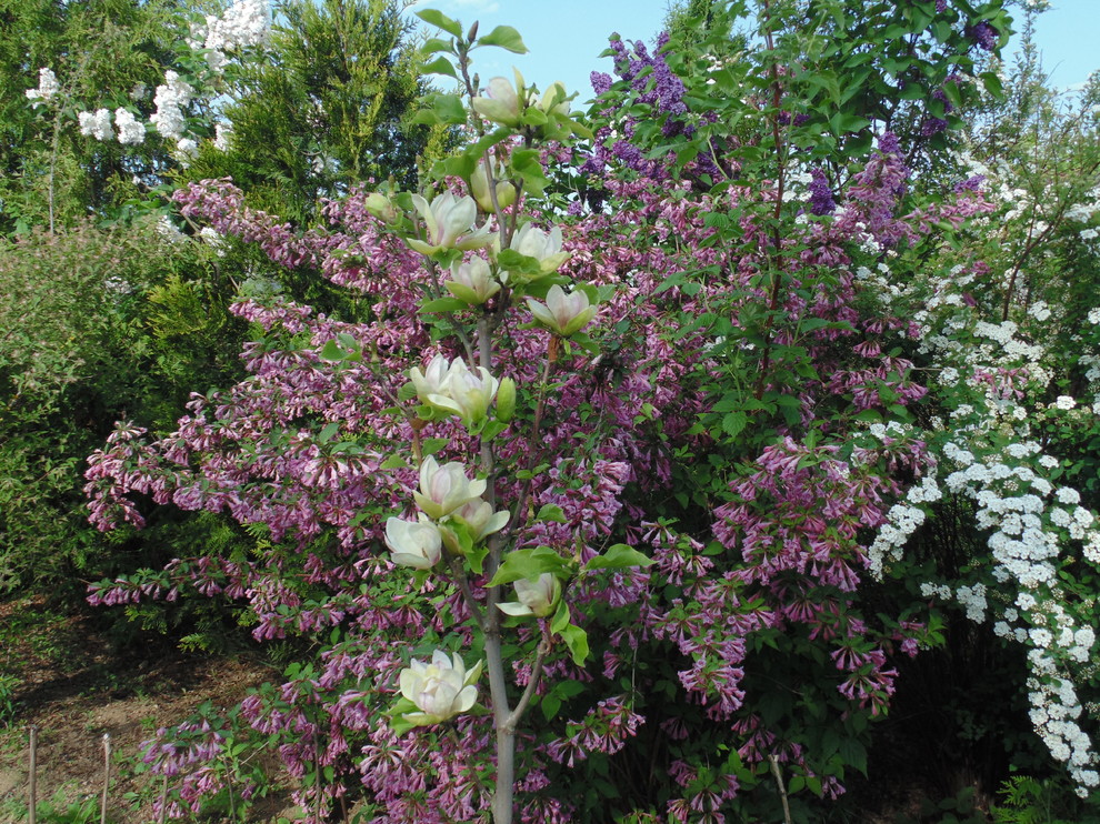 Наш собственный сад
