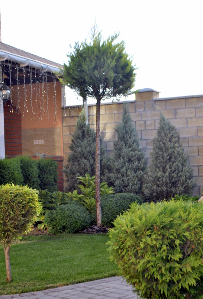 Кипарисовик лейланда на высоком штамбе.