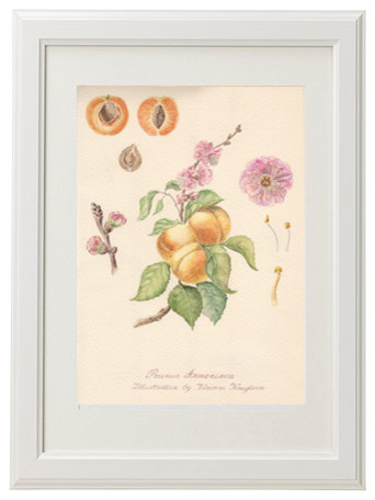 Серия ботанических иллюстраций