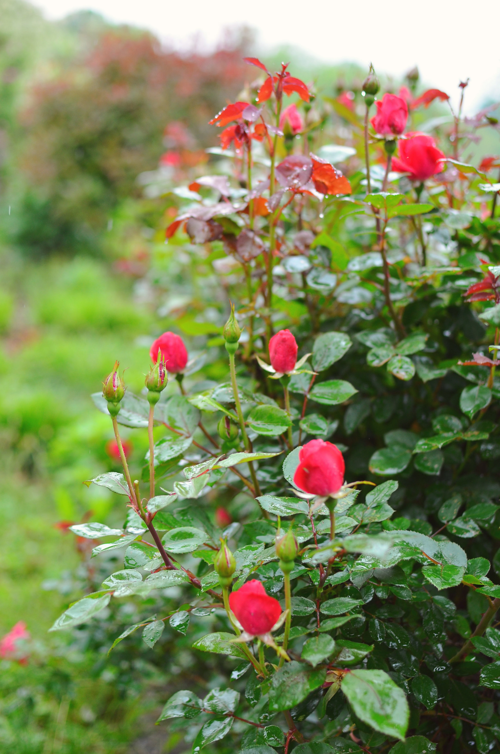 Хороший вопрос: Что посадить — однолетники или многолетники?