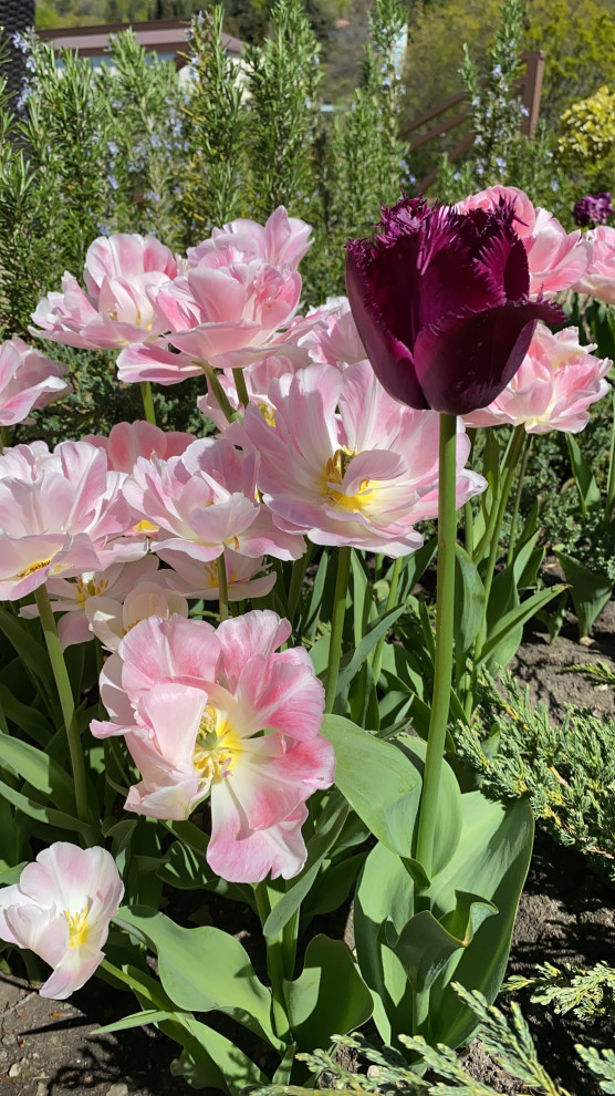 Обложка проекта: Garden