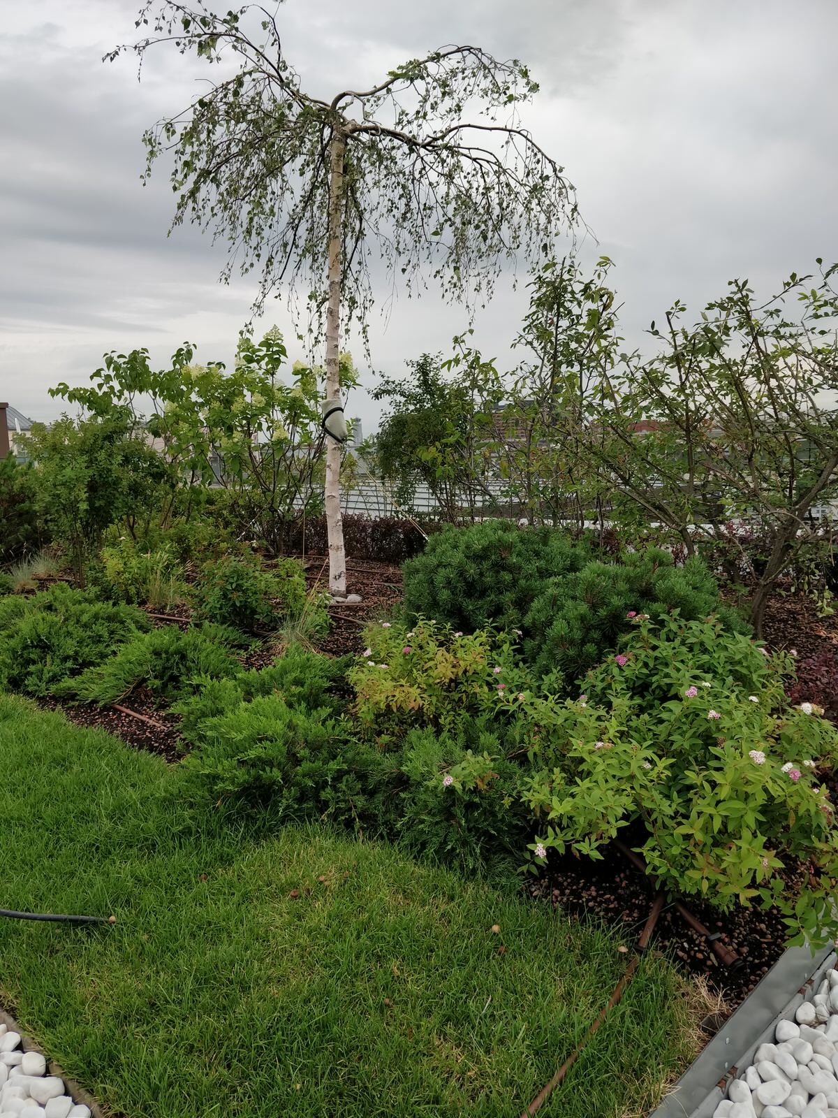 Озеленение крыши в центре Москвы