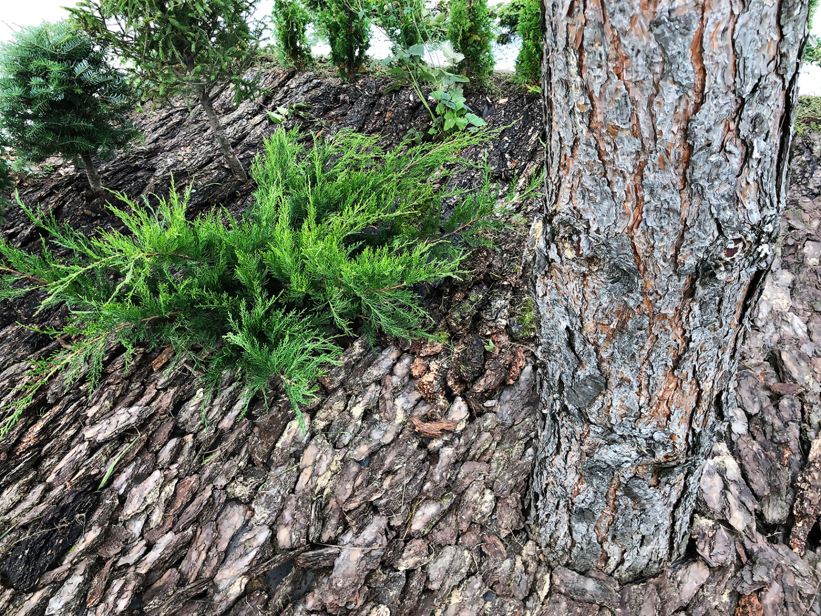 Восточный ветер