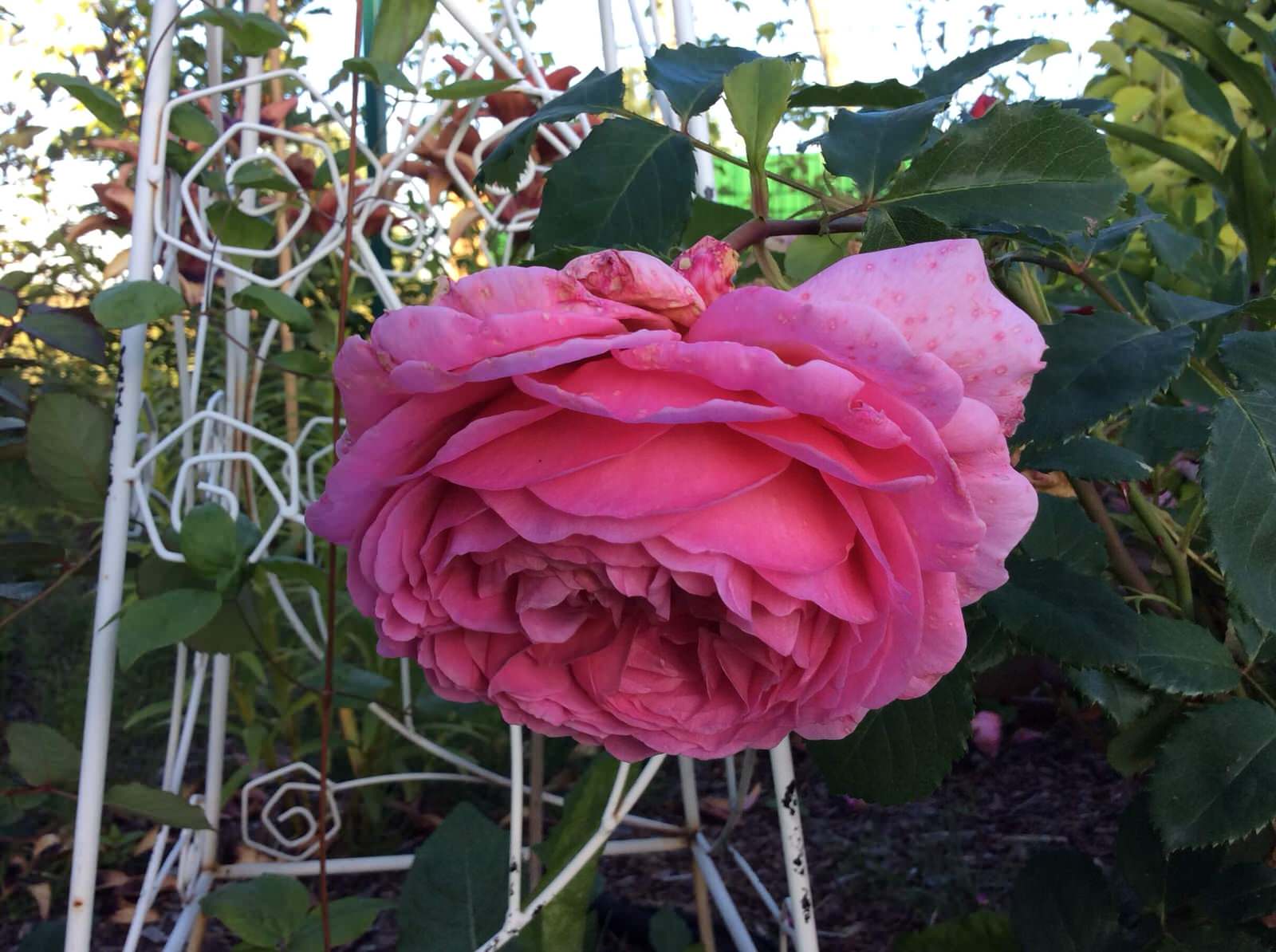 СНЫ О ЧЕМ_ТО БОЛЬШЕМ...