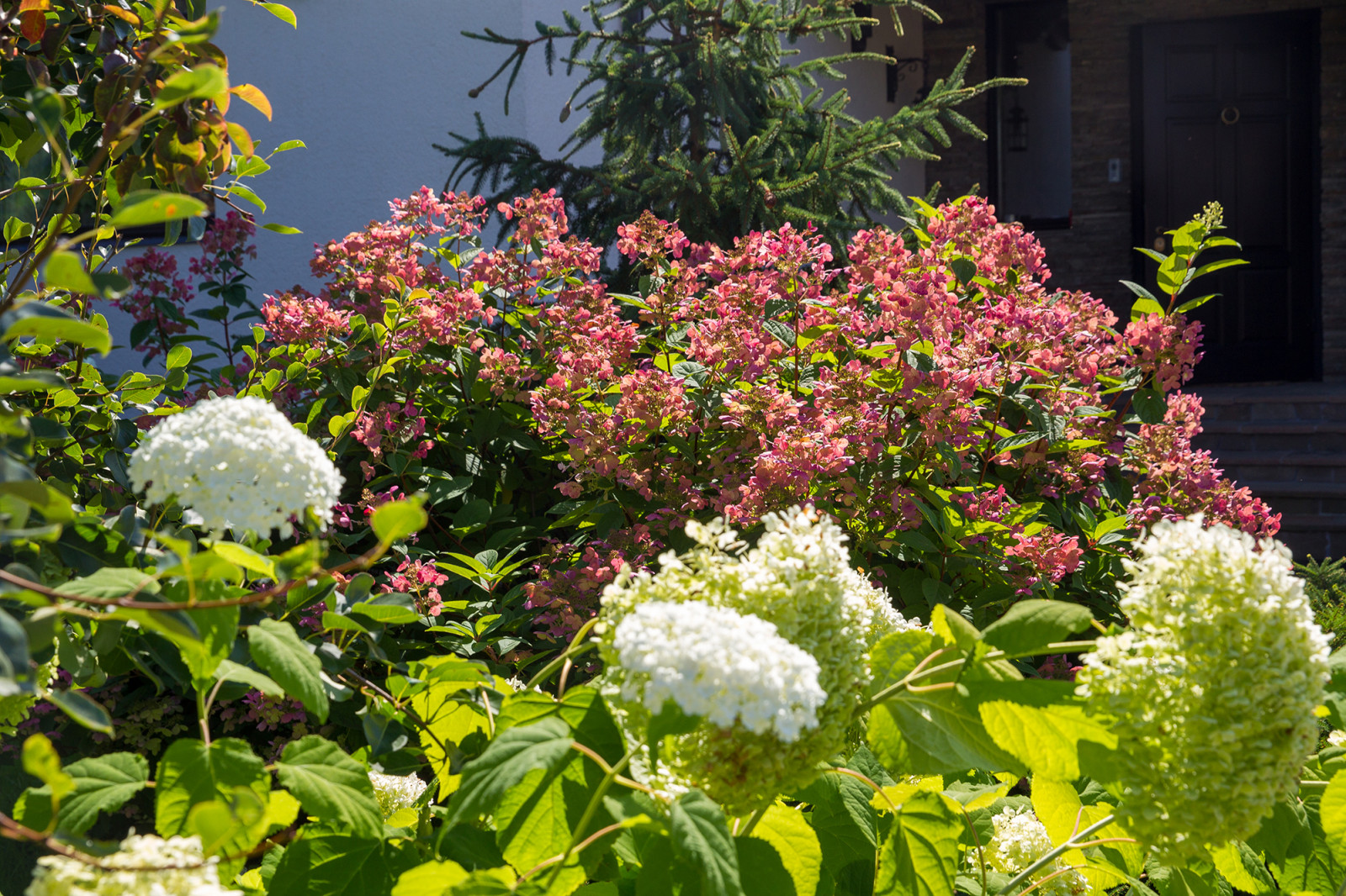 Garden of Elena Astashkina in Moscow Region