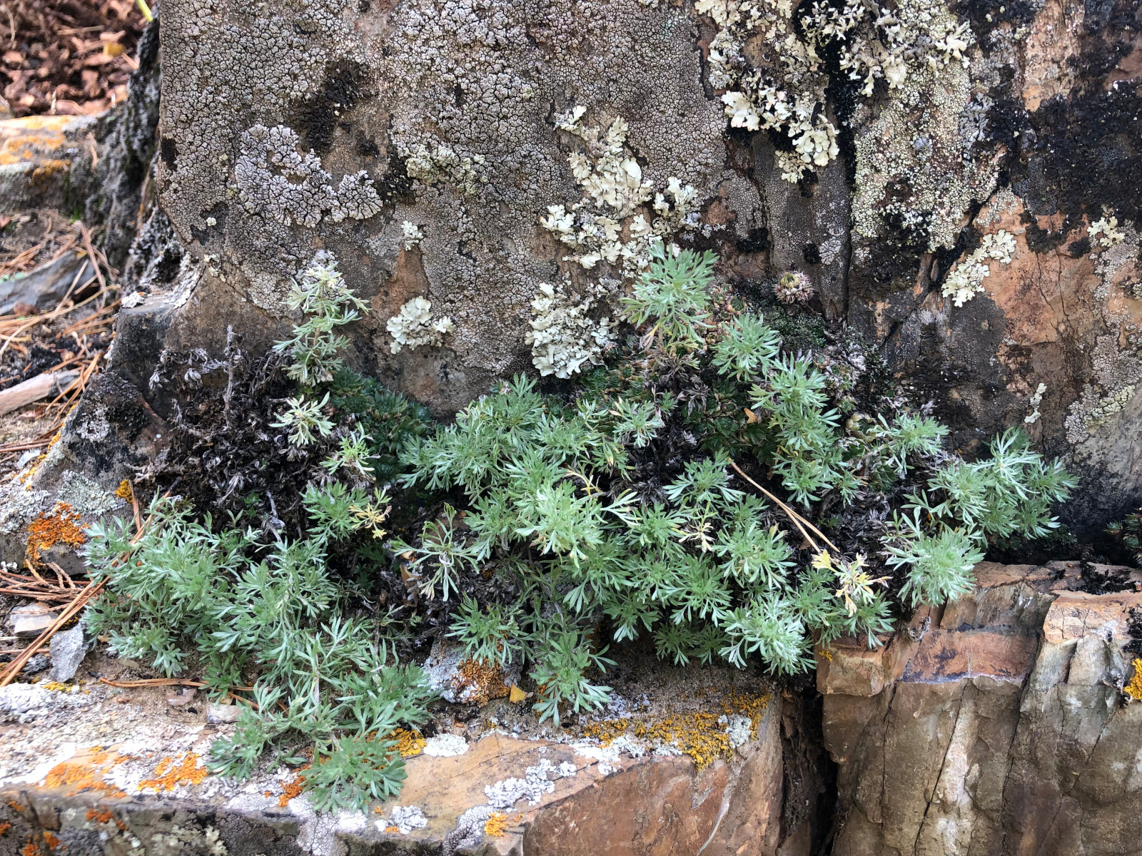 Усадьба на краю леса