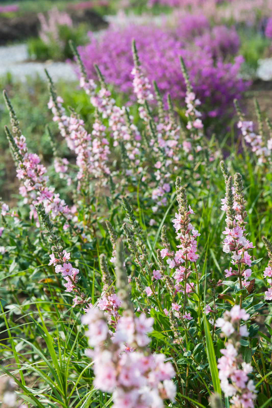 Многолетники