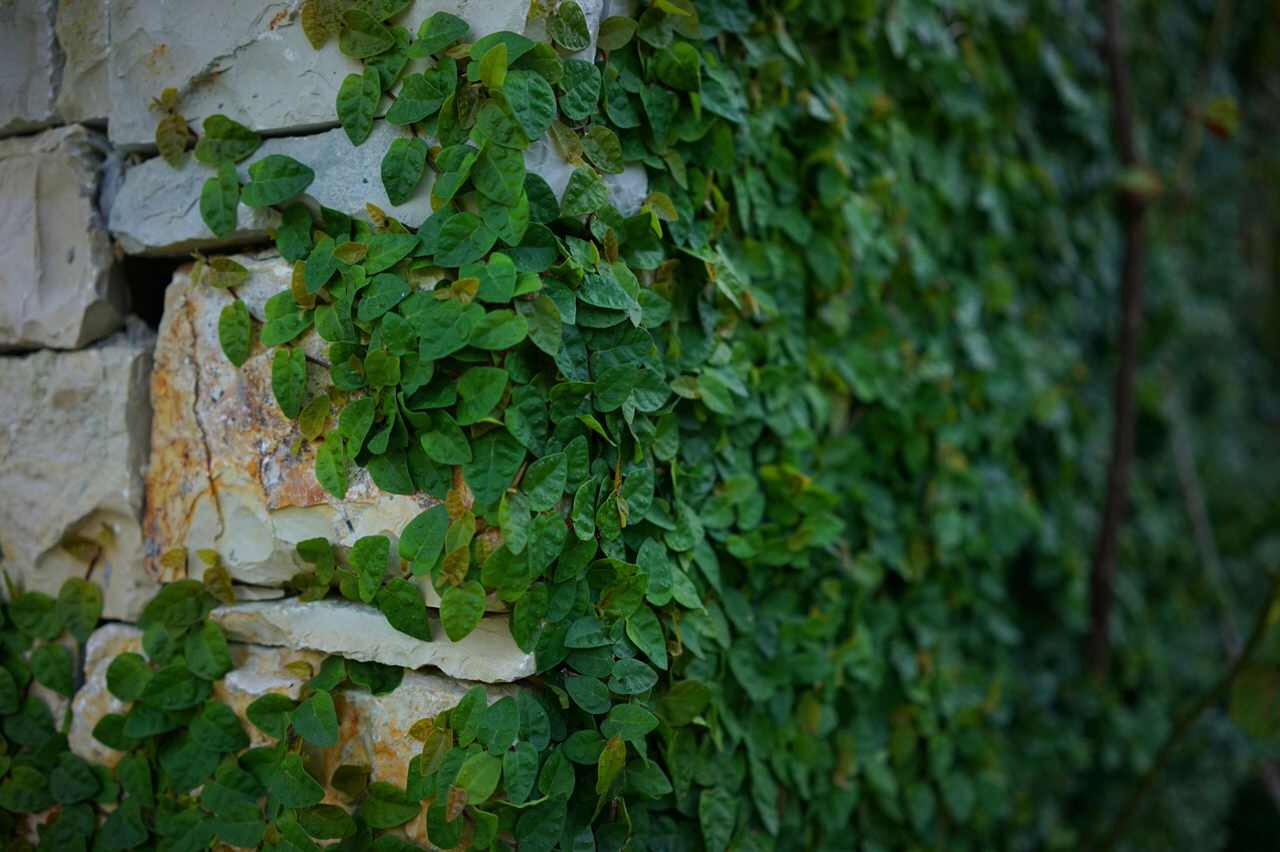 Лазурный Берег Сочи