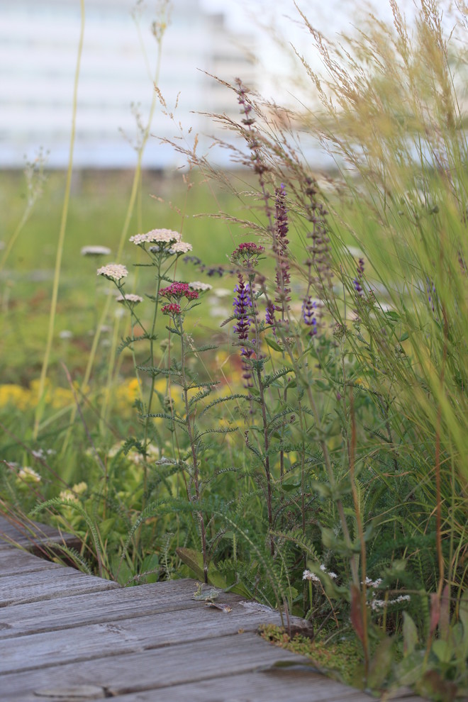 Сад на крыше