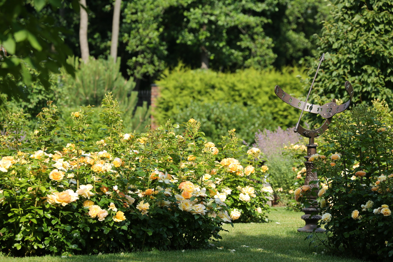 Розарии в садах NB-GARDEN