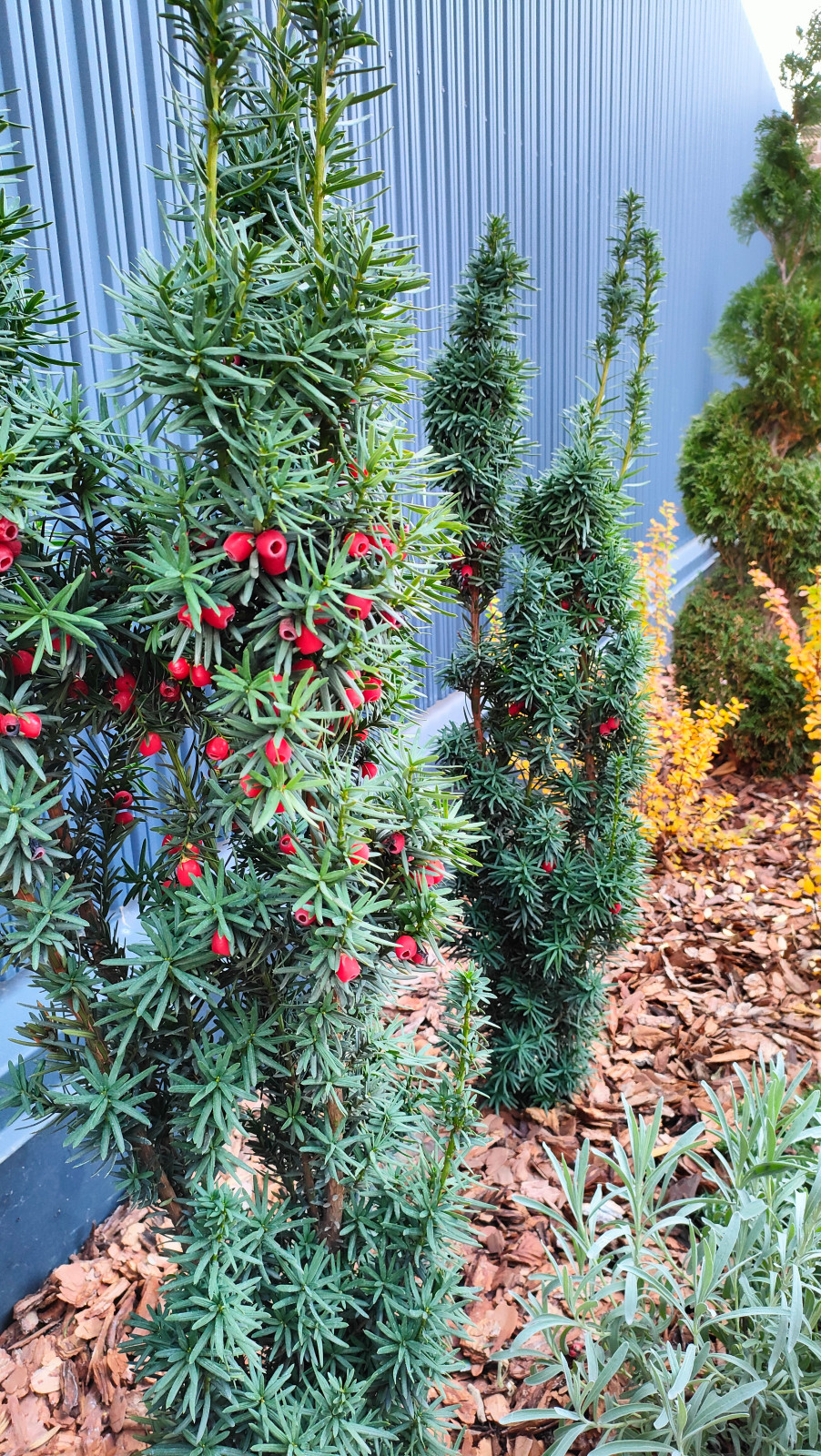 Частный сад "на Дружной"