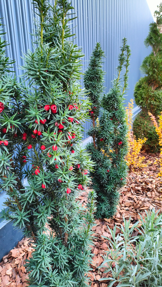 Частный сад "на Дружной"