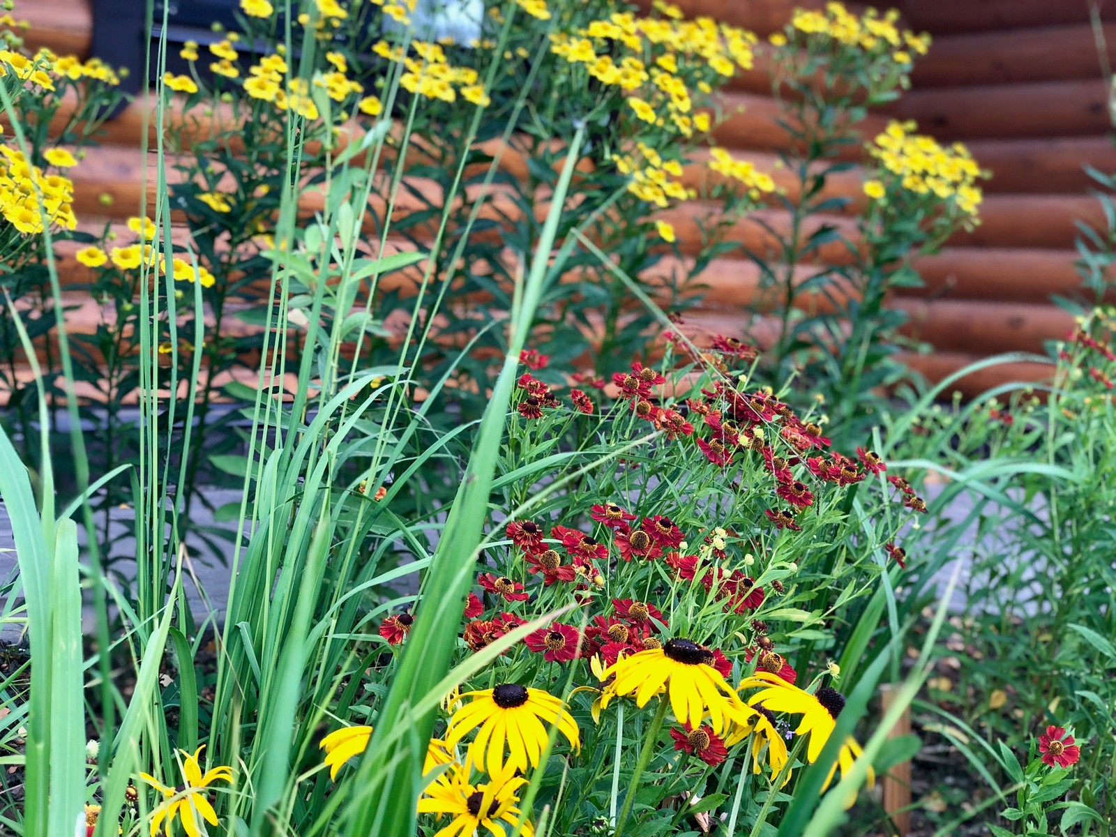 Гелениумы, рудбекии, молния. Август 2018