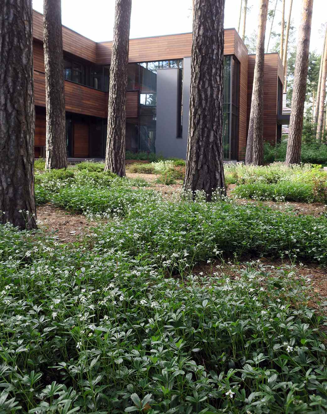 Лесные дорожки, явные и неявные