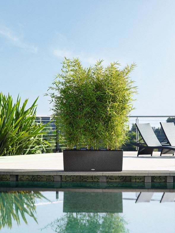 Зеленая перегородка