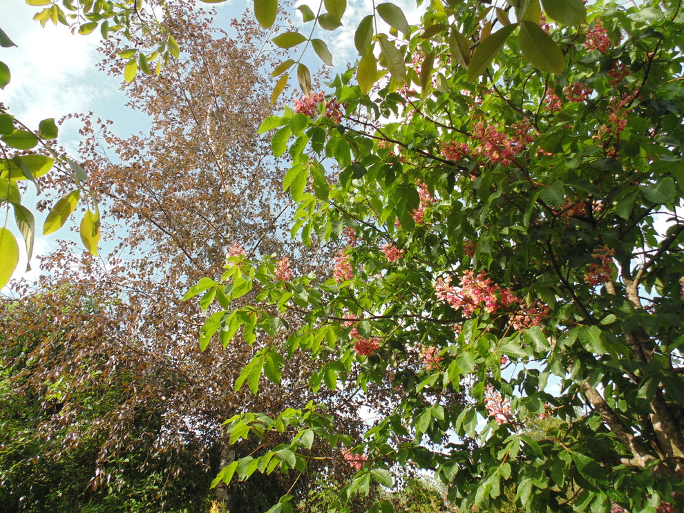 Наш собственный сад