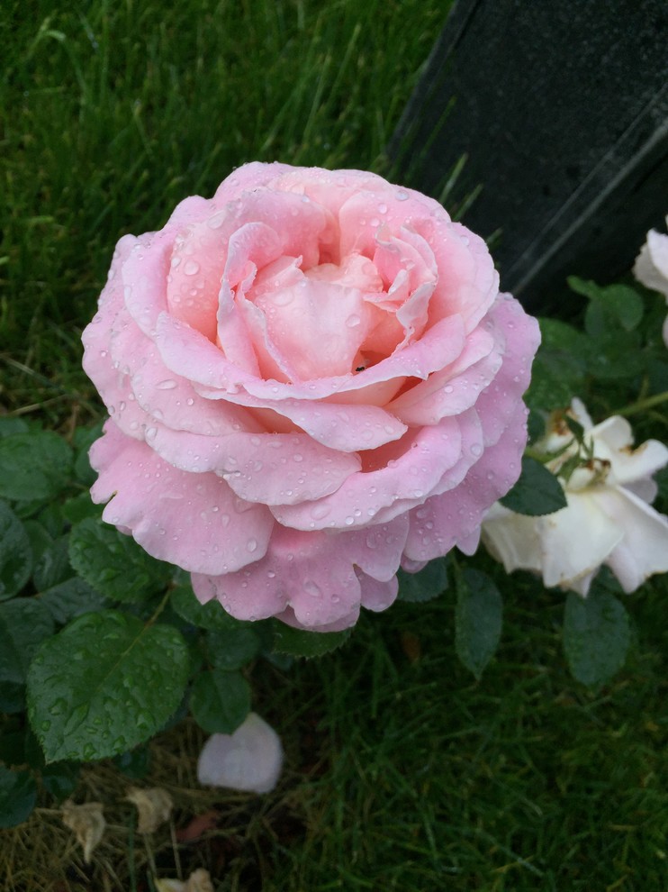 Графские пруды КП