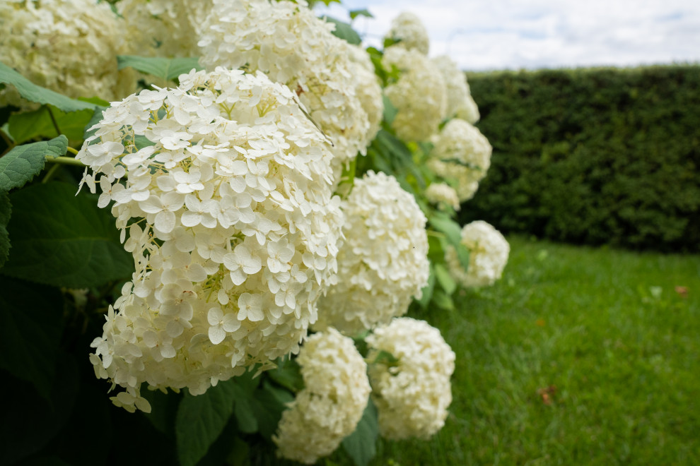 Гортензии для сада премиум-класса