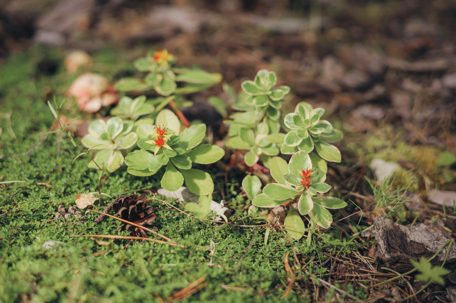 50 оттенков красного