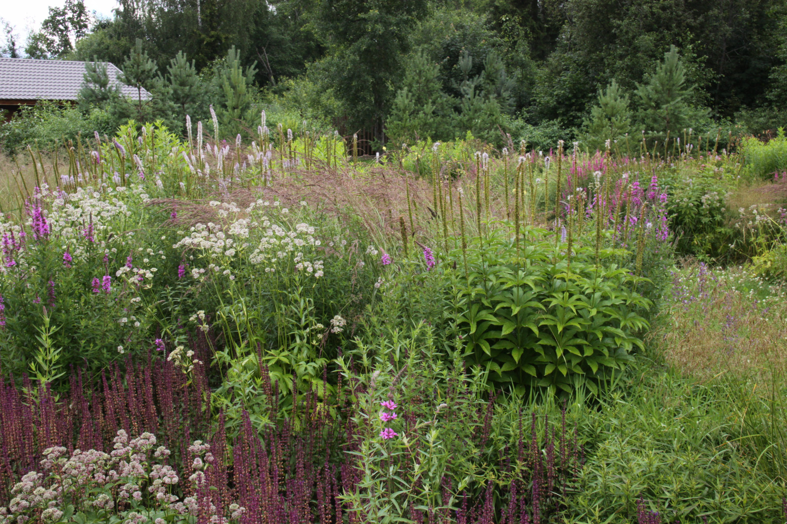 Злаковые цветники