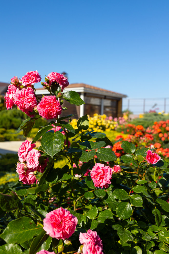 Сад: "Крымский бриз"