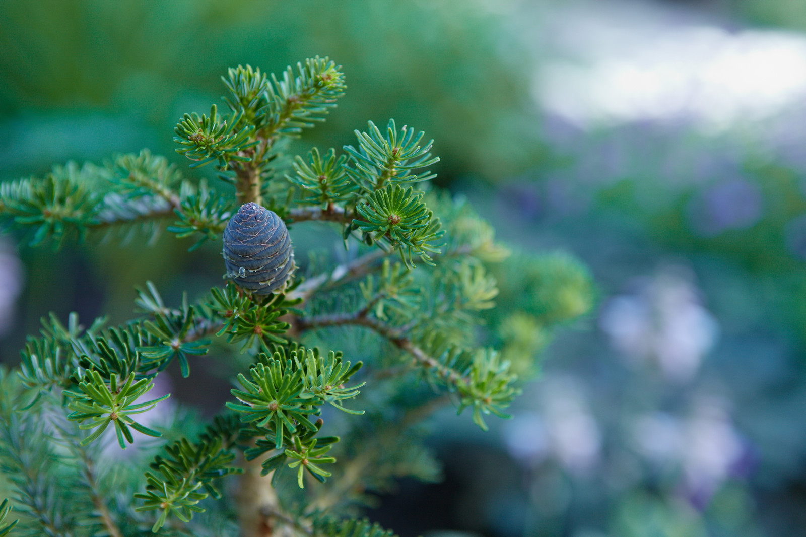 Корпоративный сад