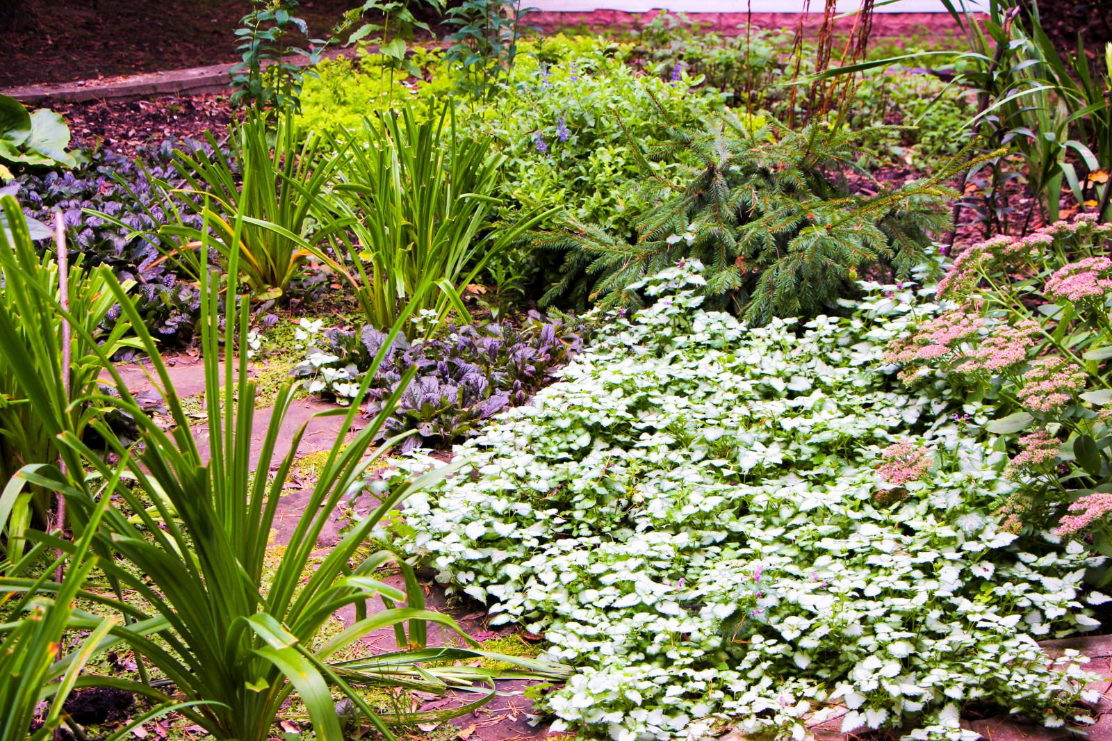 Баковка, 2018 г.