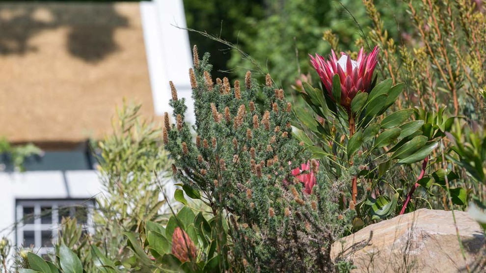 Уроки Chelsea Flower Show: Модные растения 2018 года