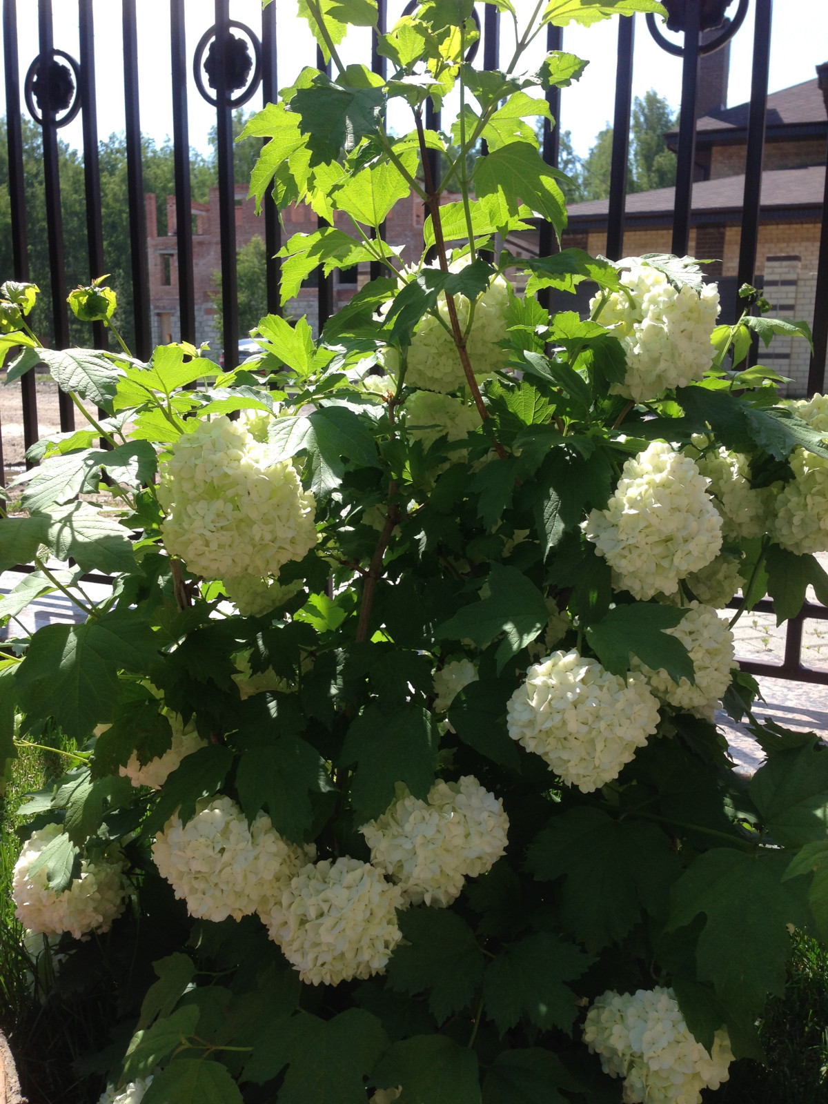 Вавиловец 1