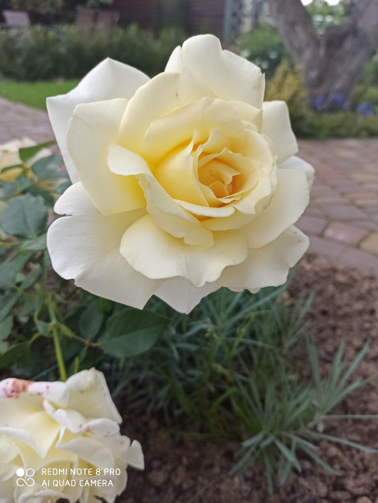 Ландшафт сада в 6 соток.