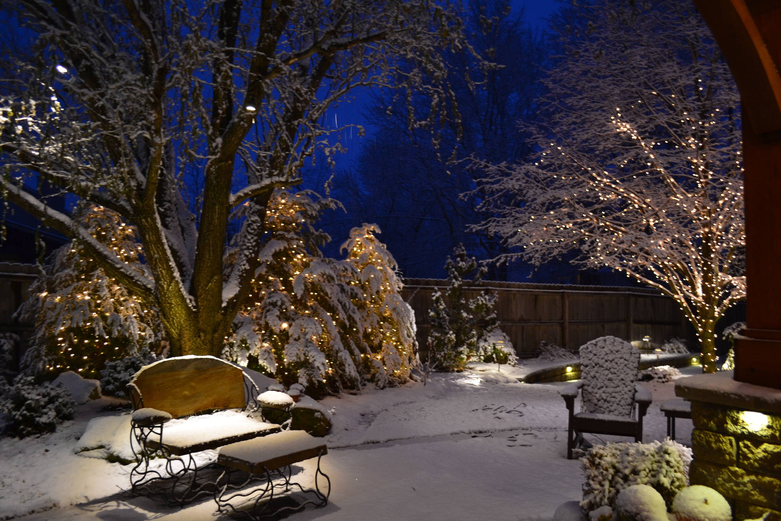 Елка будущего года: Какую выбрать и где посадить