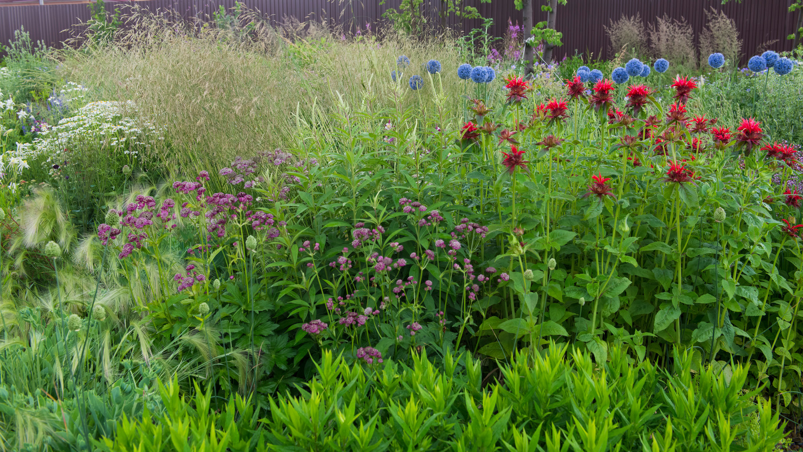 Цветник в  природном стиле  (" New Perennials"  или "Новая волна")