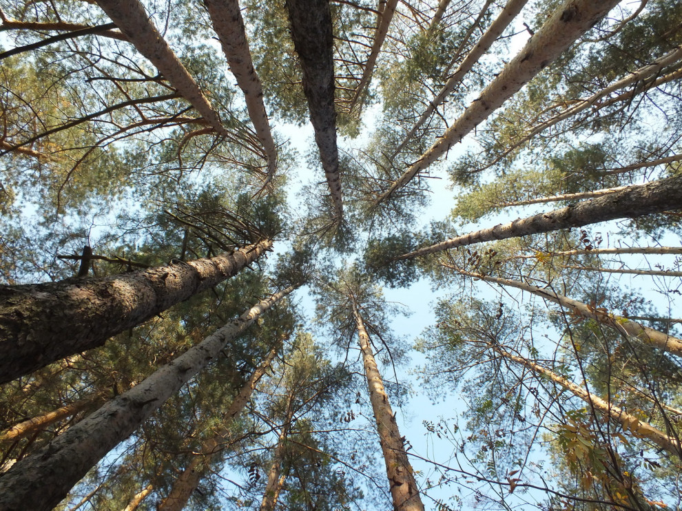 Обложка проекта: Объект «Владимир».