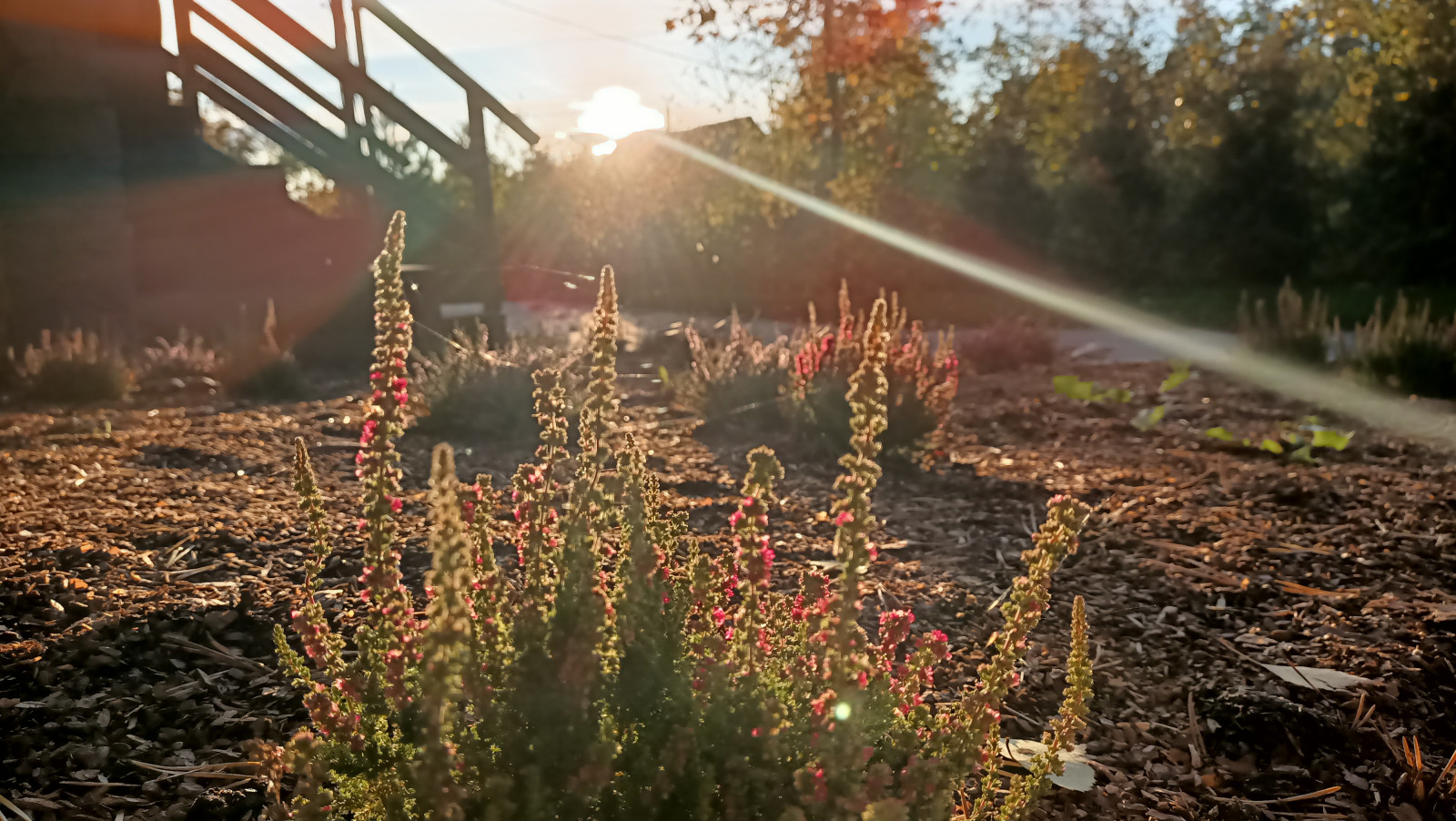 Лесная сказка в Мичуринском