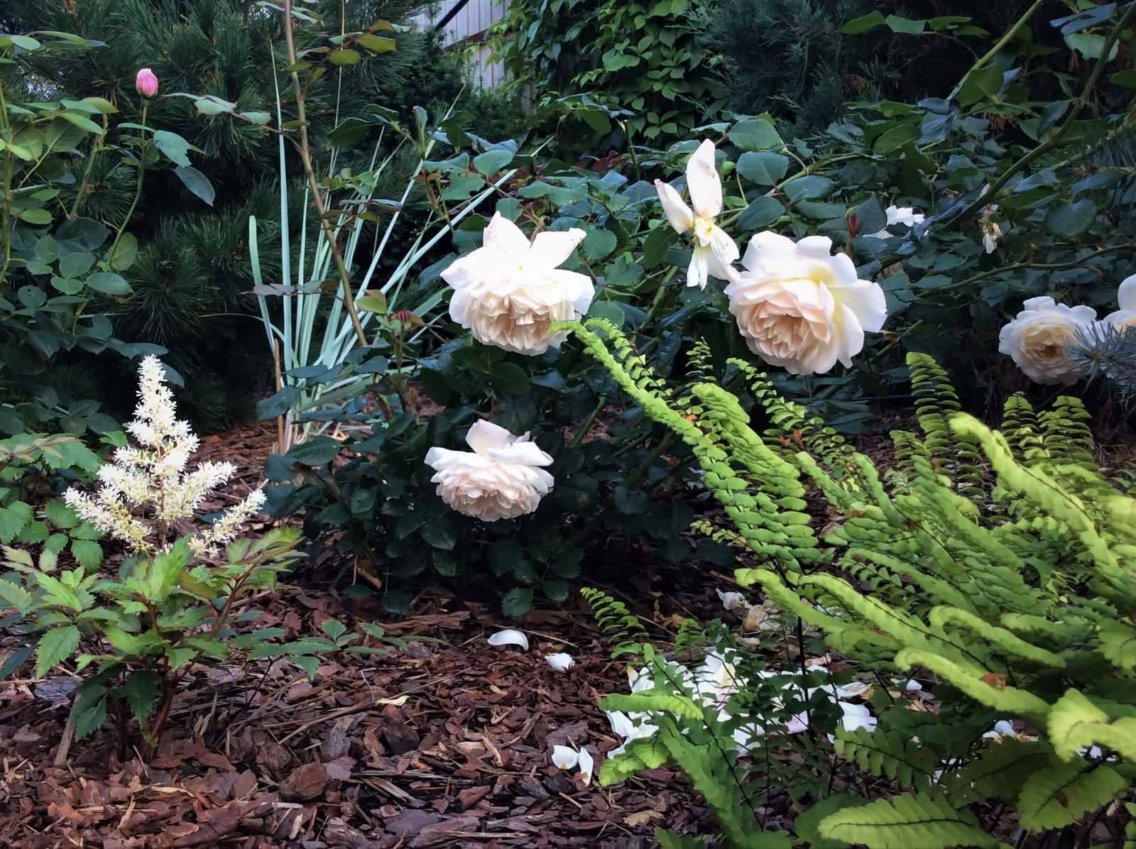 СНЫ О ЧЕМ_ТО БОЛЬШЕМ...