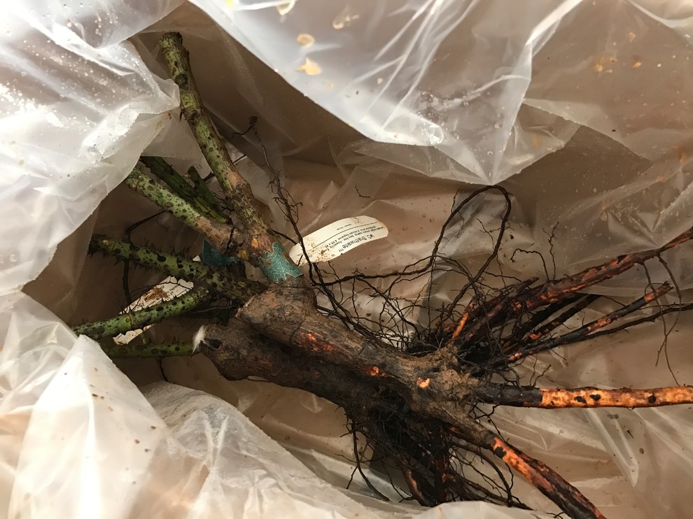 Работа над ошибками: Что пошло не так с розами