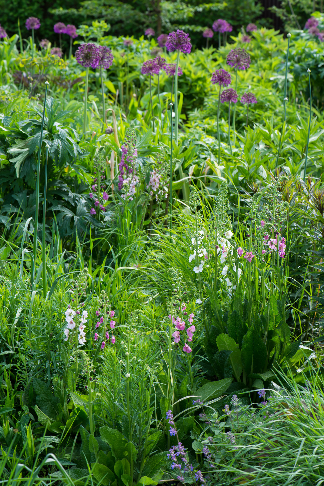 Большой сад в пригороде