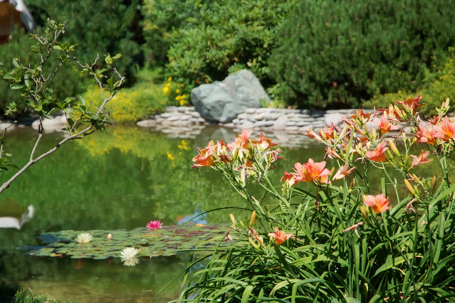 Ландшафтный сад с прудом в КП "Европа"