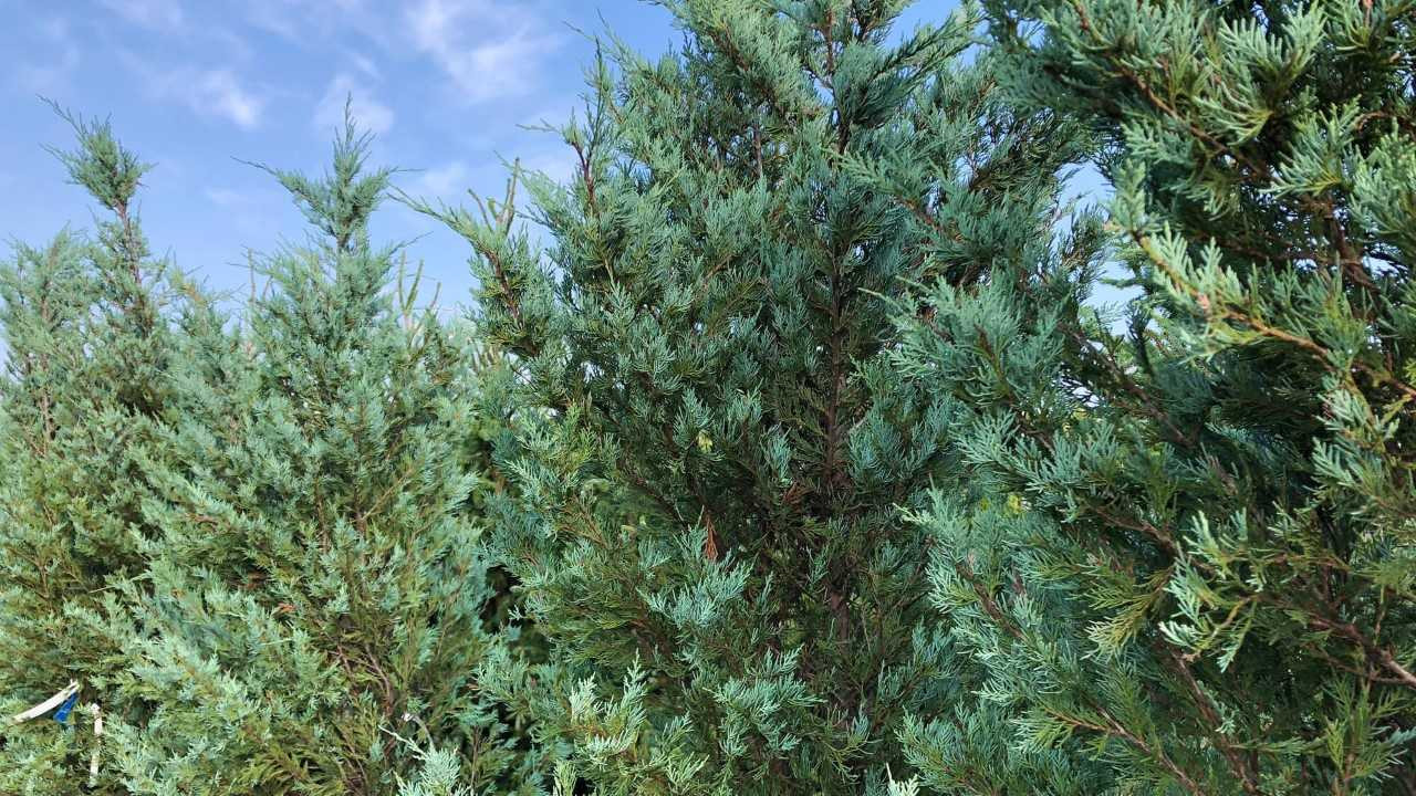 Обложка проекта: Изумруд