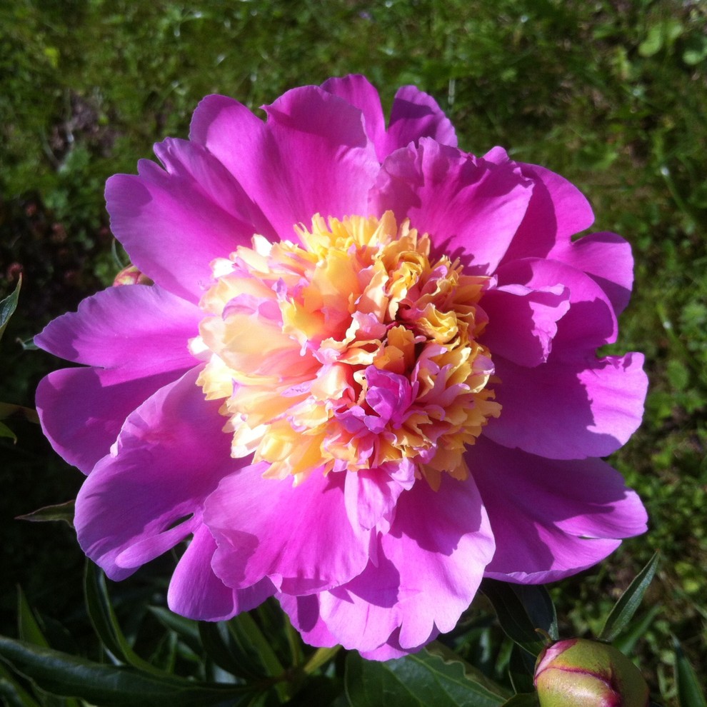 Пионы: выбираем подходящий сорт, высаживаем в грунт