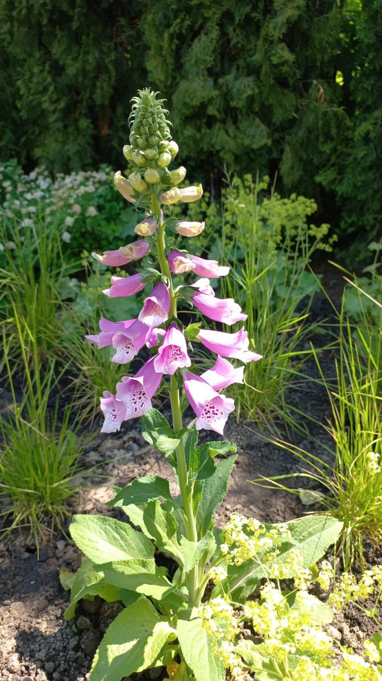 Landscape design of the territory (Moscow region)