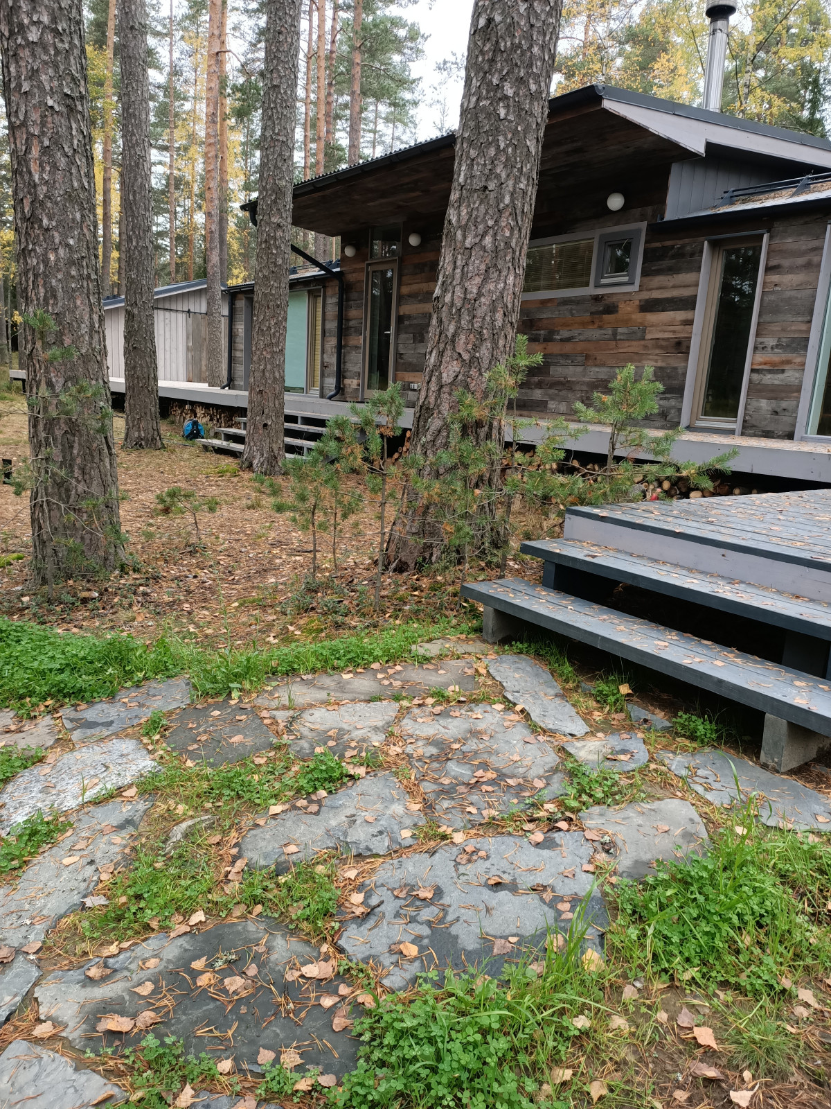 Участок в сосновом лесу, 2020