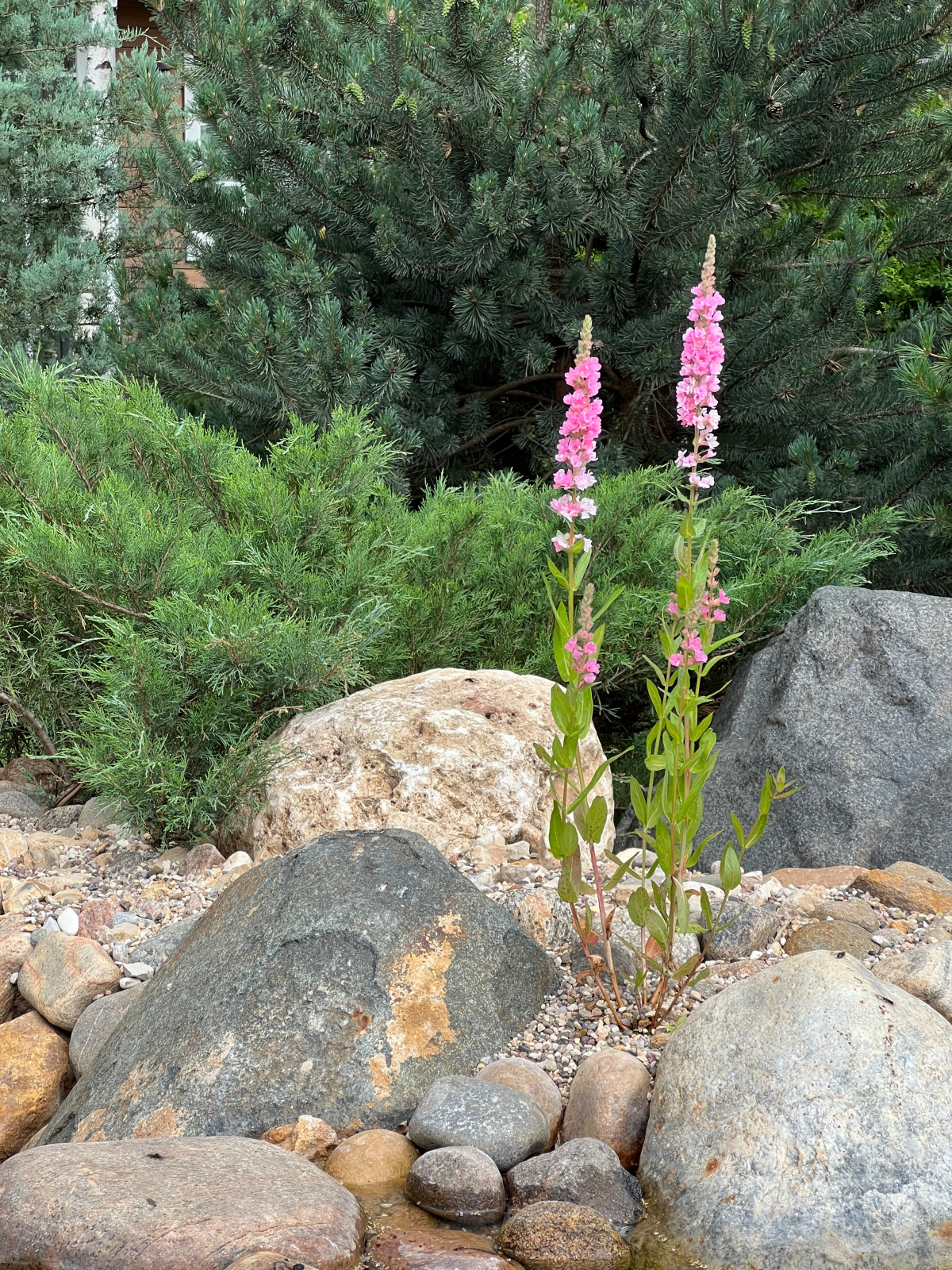 Английская история