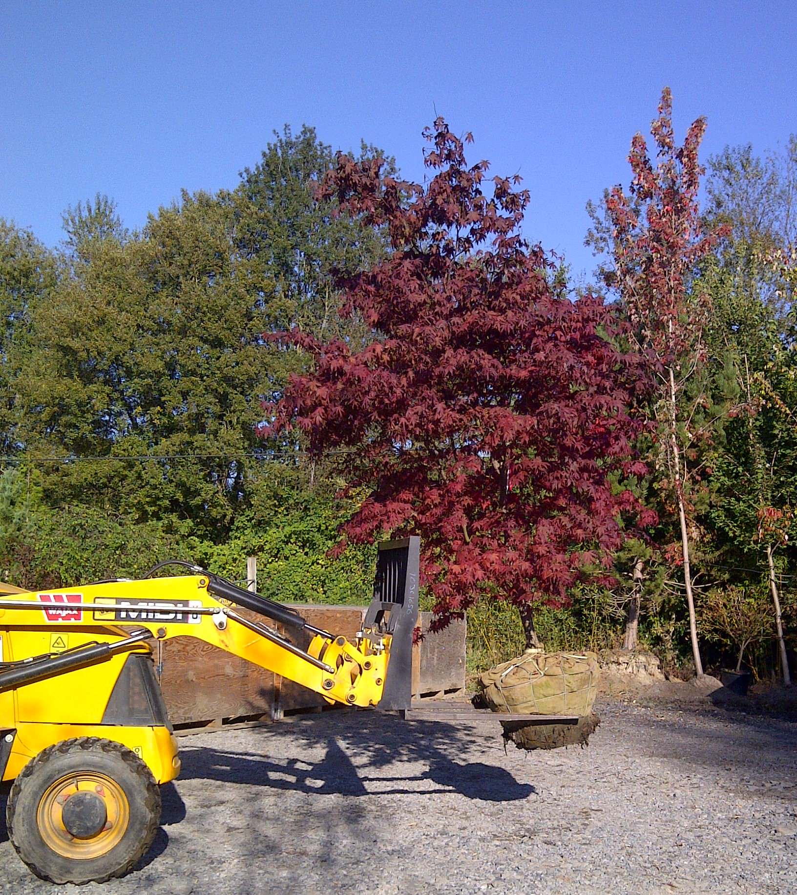 Как правильно: Заказывать растения в европейских питомниках