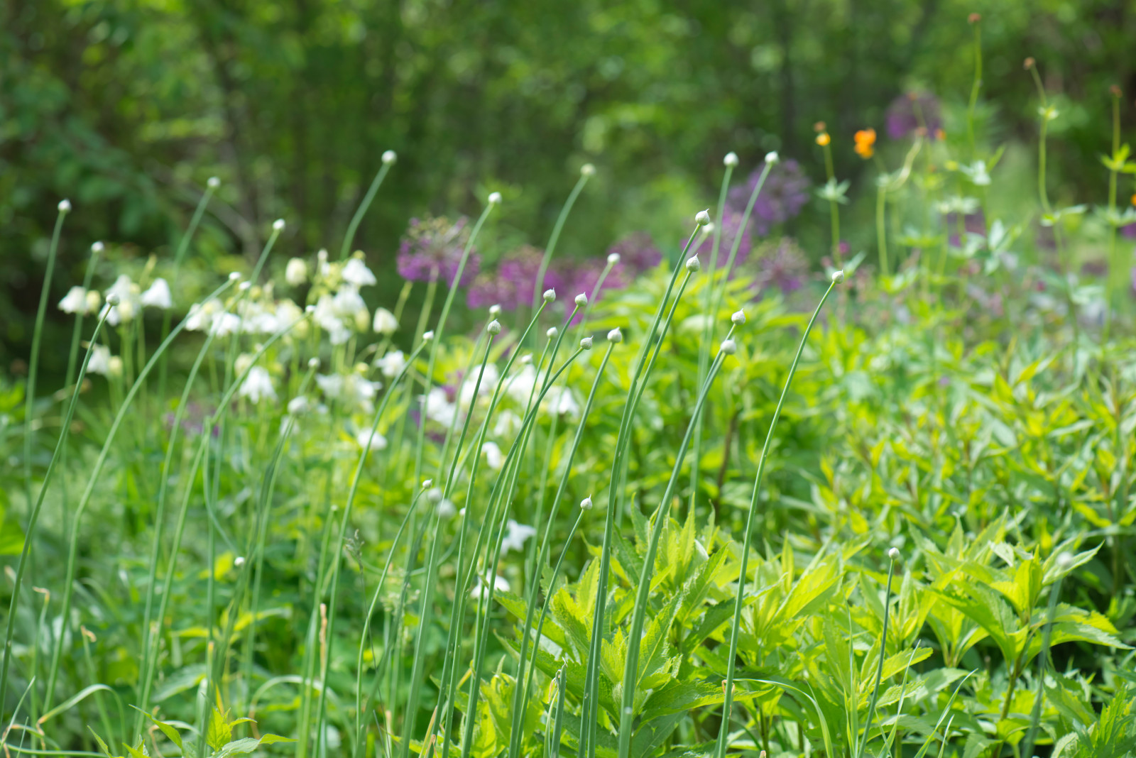 Большой сад в пригороде