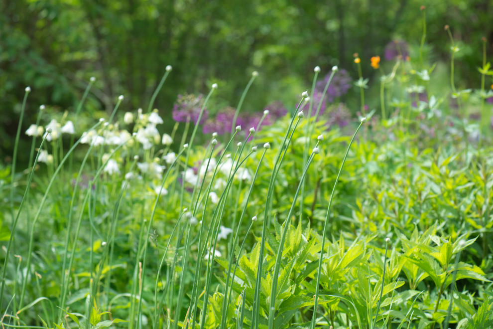 Большой сад в пригороде