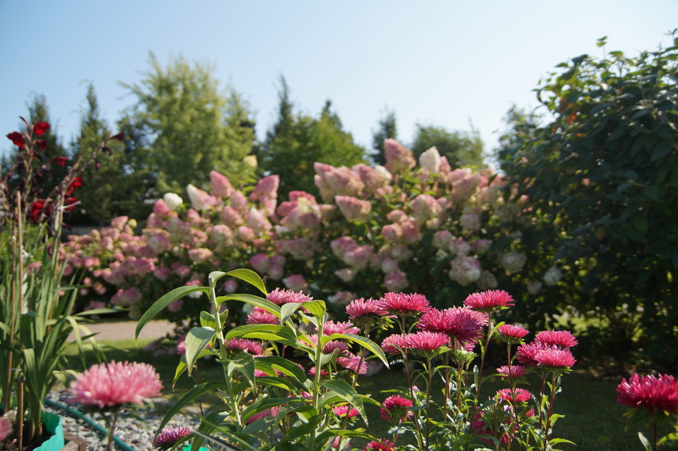 Гортензии много не бывает.