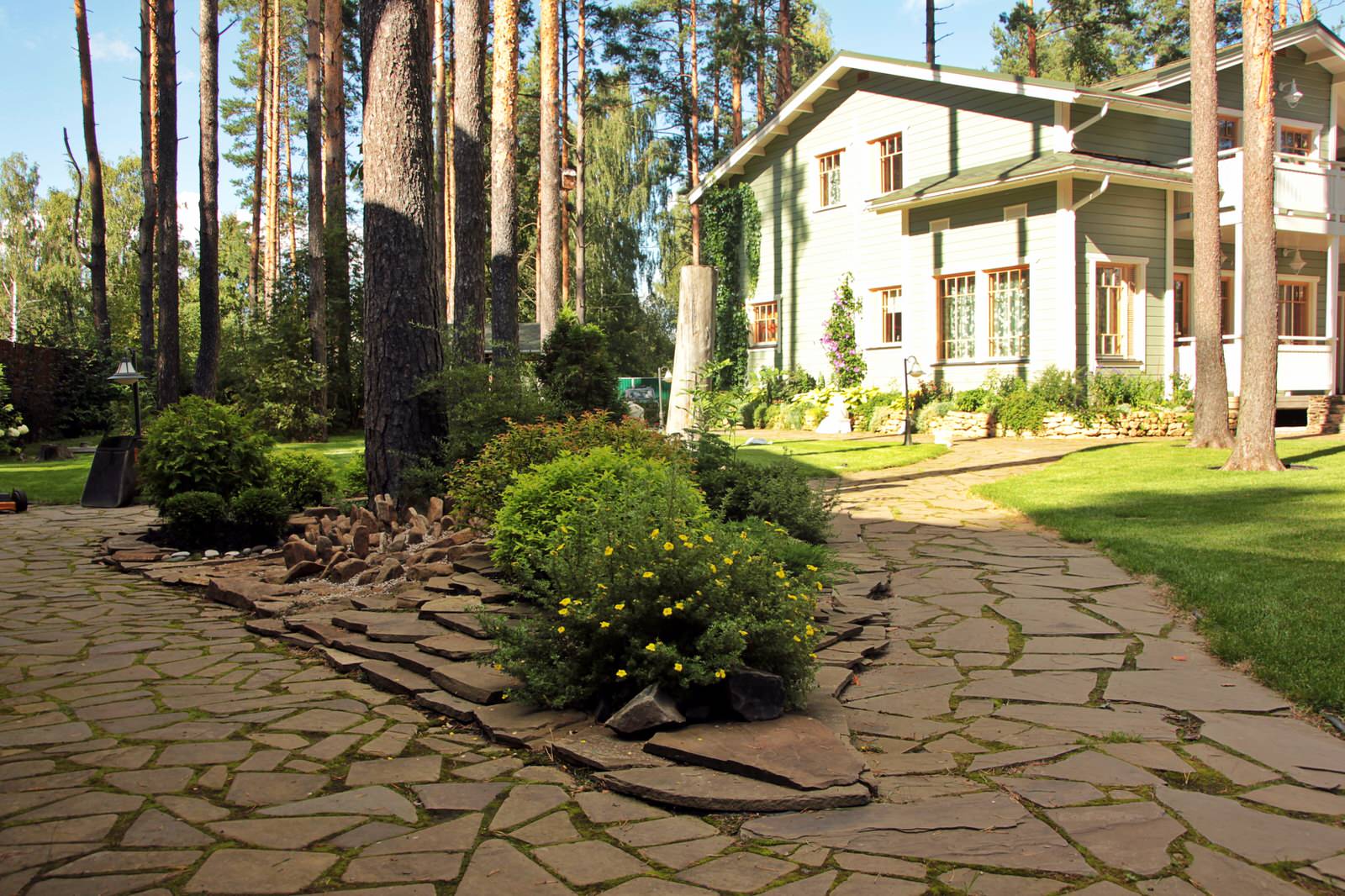 Озеленение участка с крупными соснами в Вырице