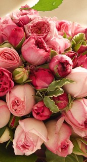 Анастасия Цветкова